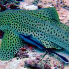 Ramora fish on sleeping leopard shark