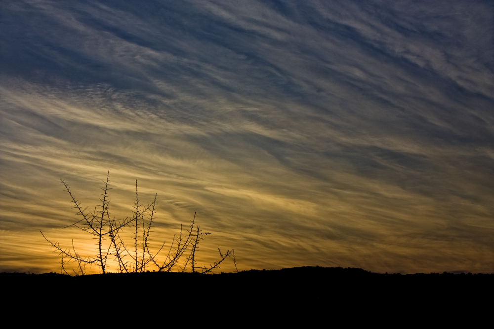 Ramoscello al tramonto