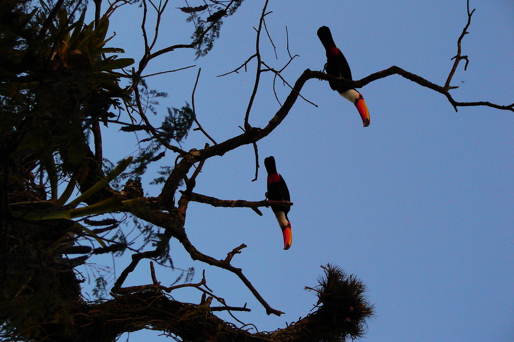 Ramphastos Toco