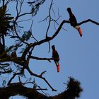 Ramphastos Toco