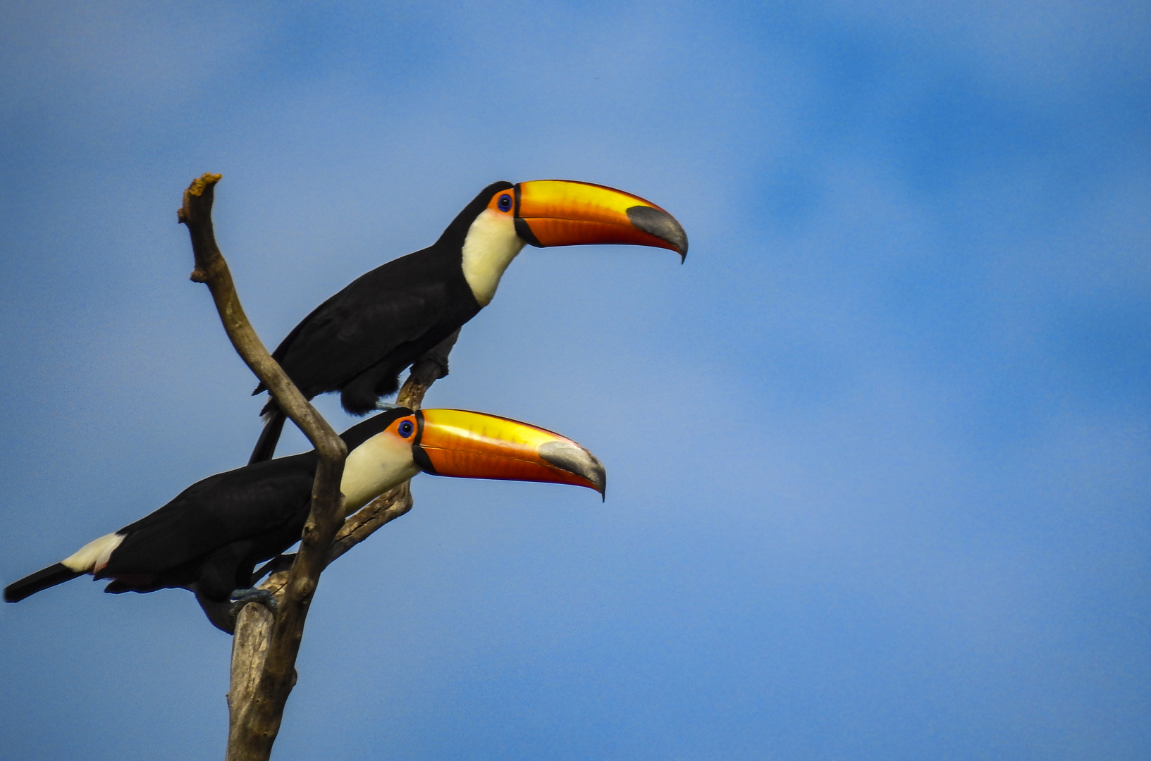 Ramphastos toco