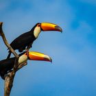 Ramphastos toco