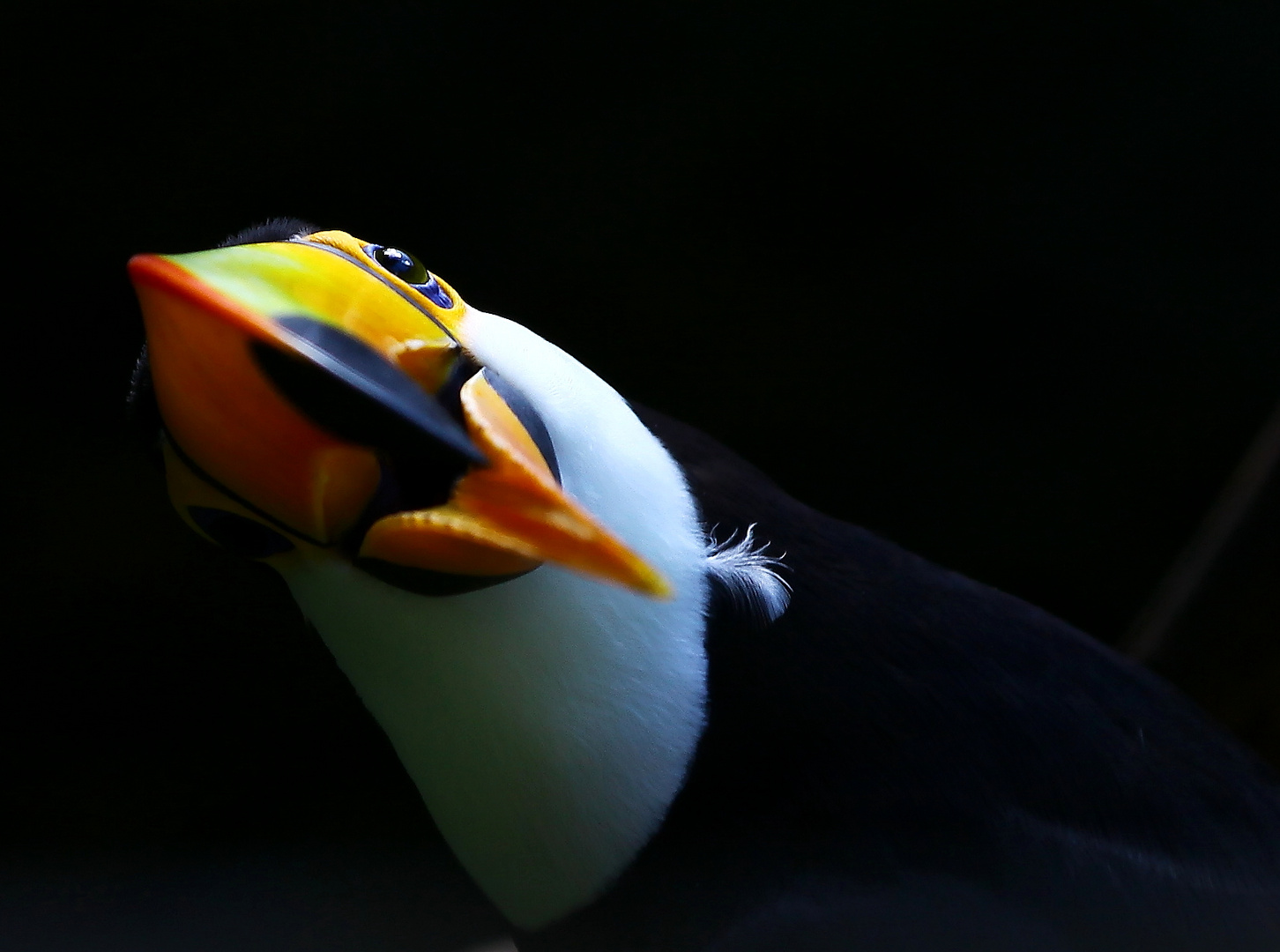 Ramphastos toco