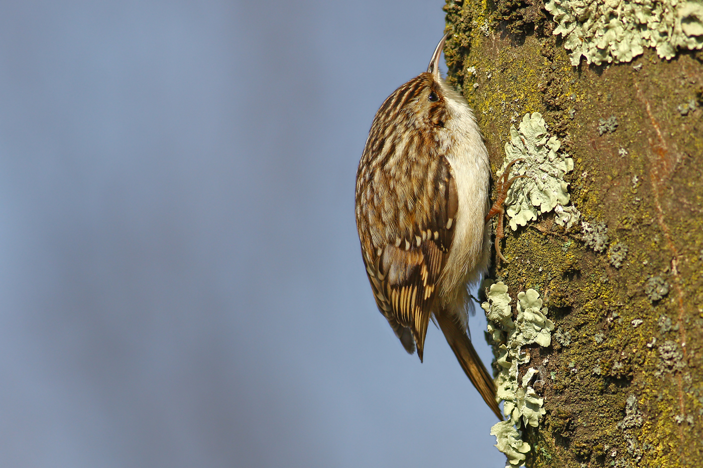 Rampichino alpestre