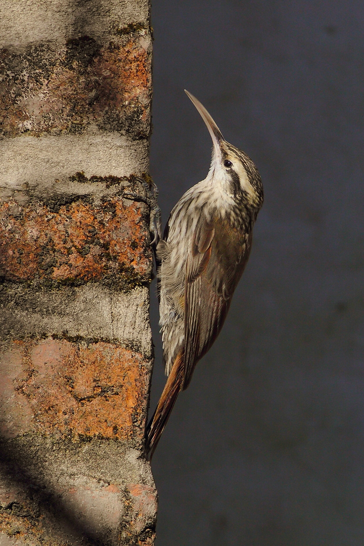 Rampichino beccosottile