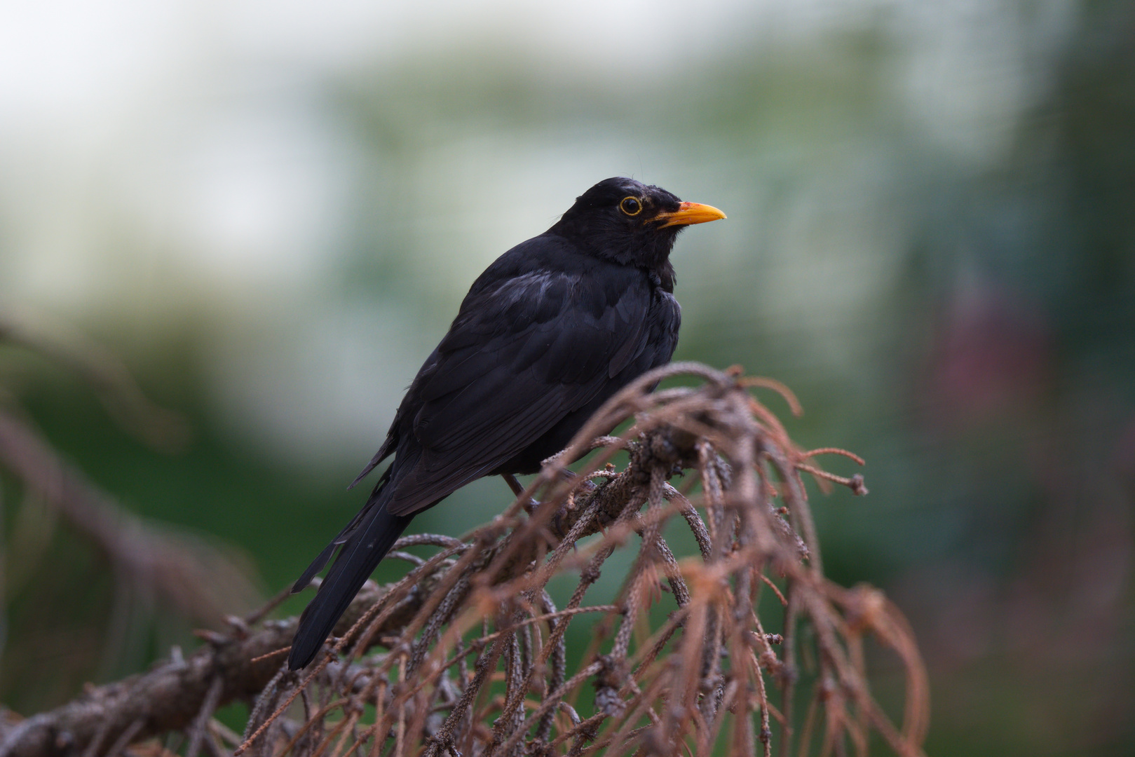 ramponierte Amsel