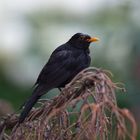 ramponierte Amsel