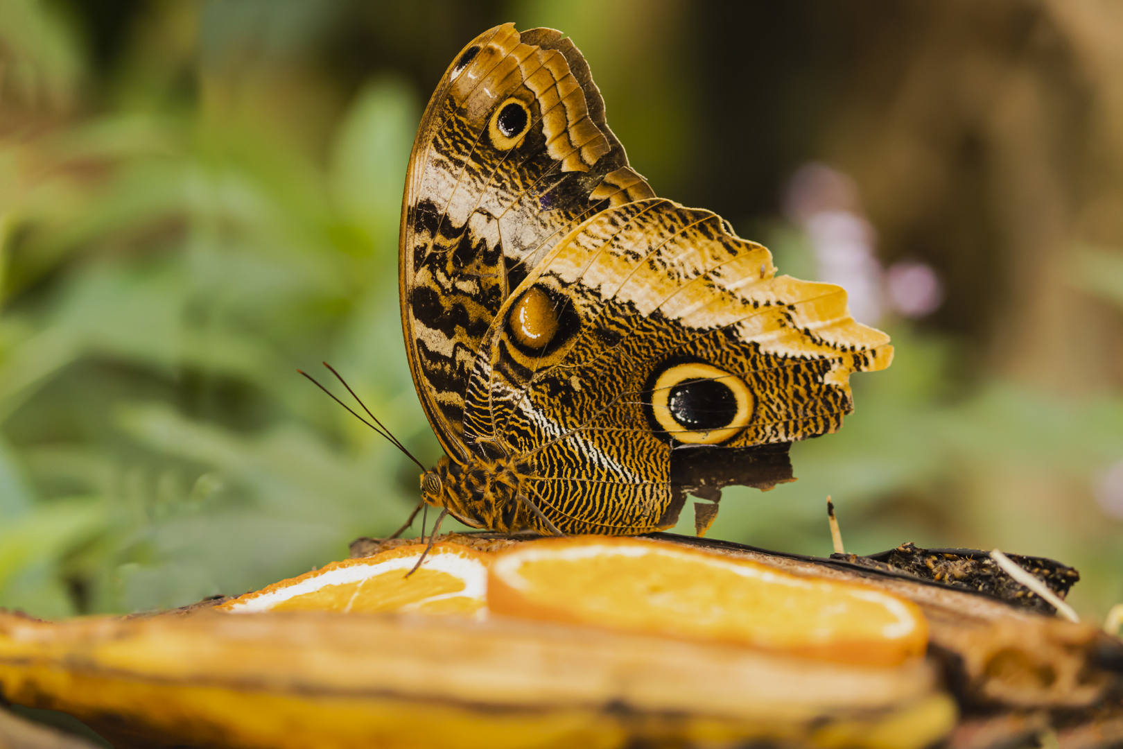 Ramponierter Eulenfalter