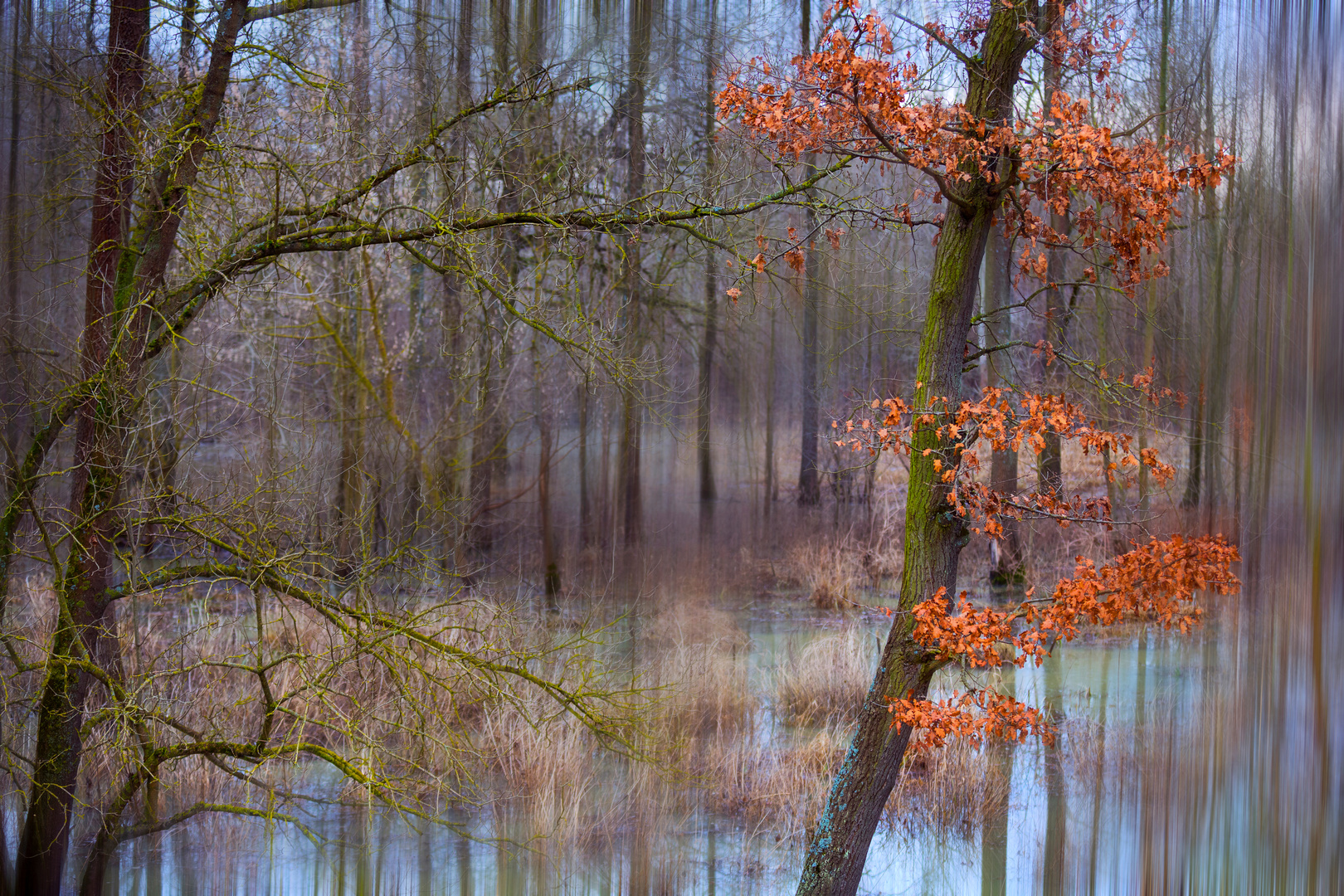 „Ramsar-Gebiet Auen im Zusammenfluss von March, Thaya