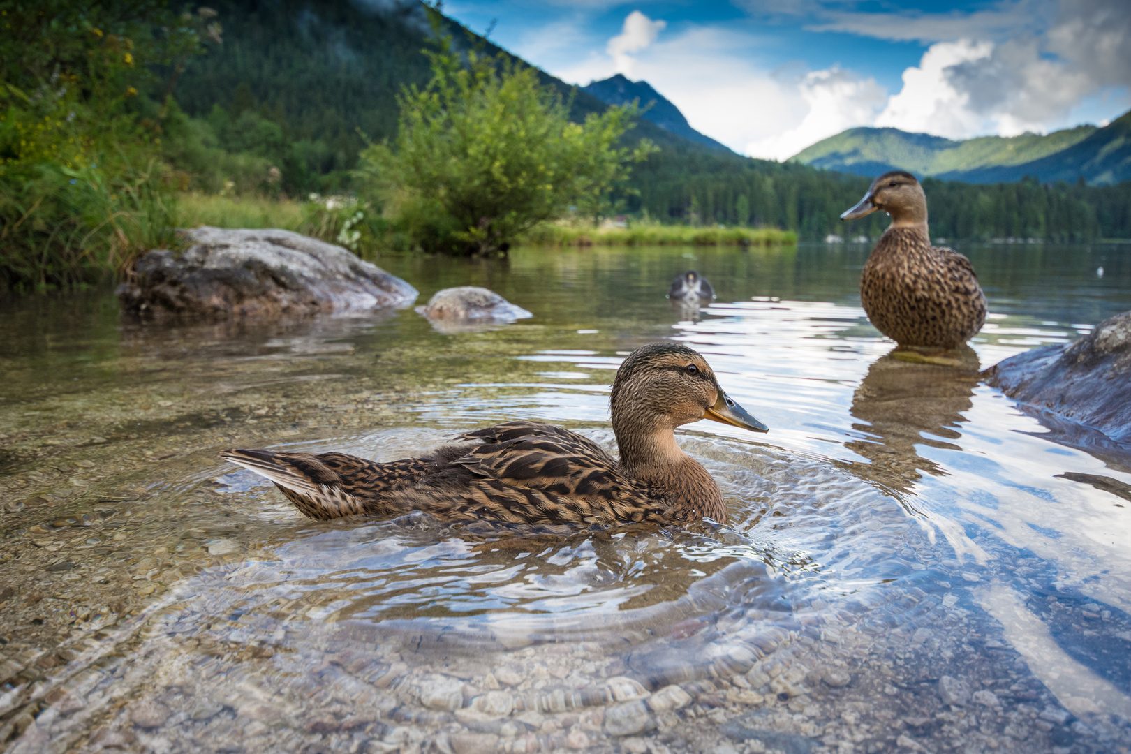 Ramsauer Hintersee Enten