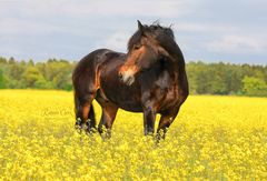 Ramses im Rapsfeld I