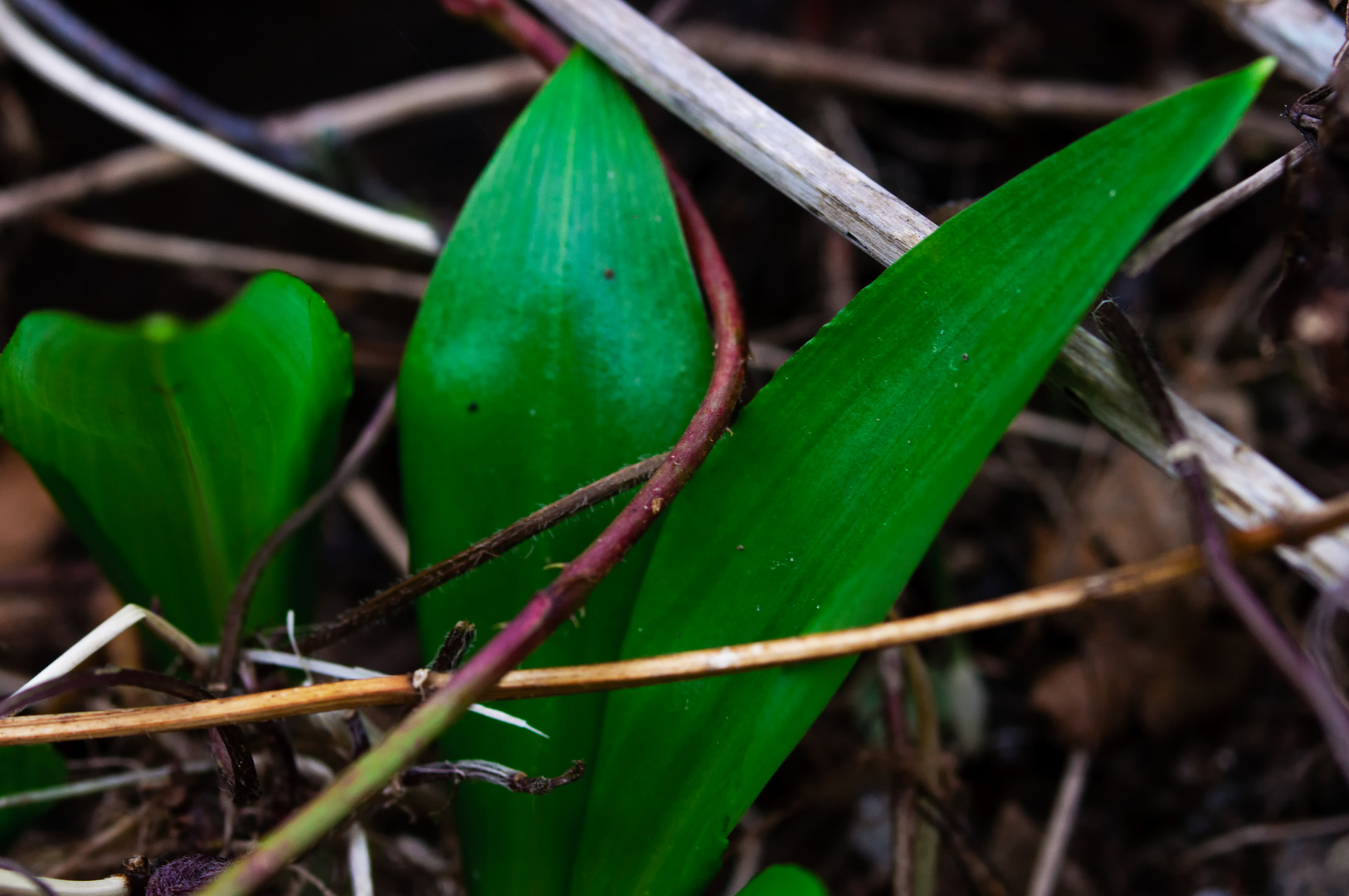 ramsons