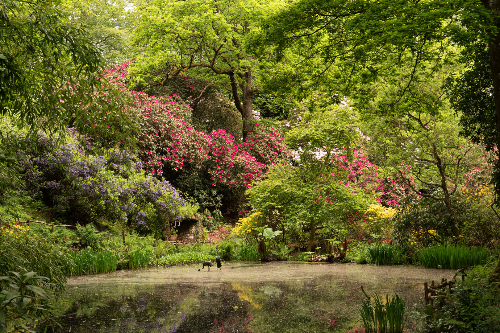 Ramster Garden - Award Winning Woodland Garden within The Surrey Hills,