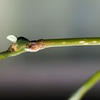 Ramulus nematodes blue Weibchen 