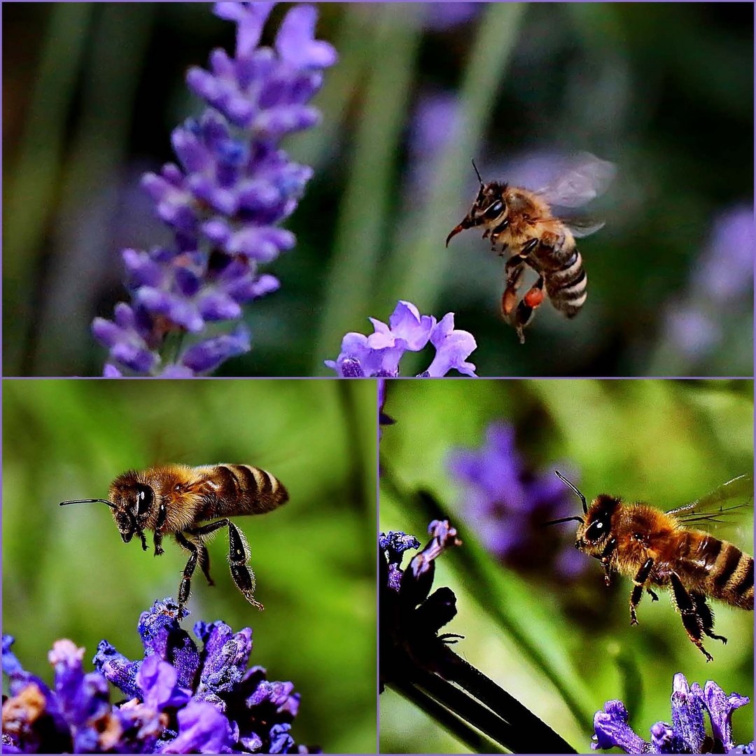 ran an den Lavendel