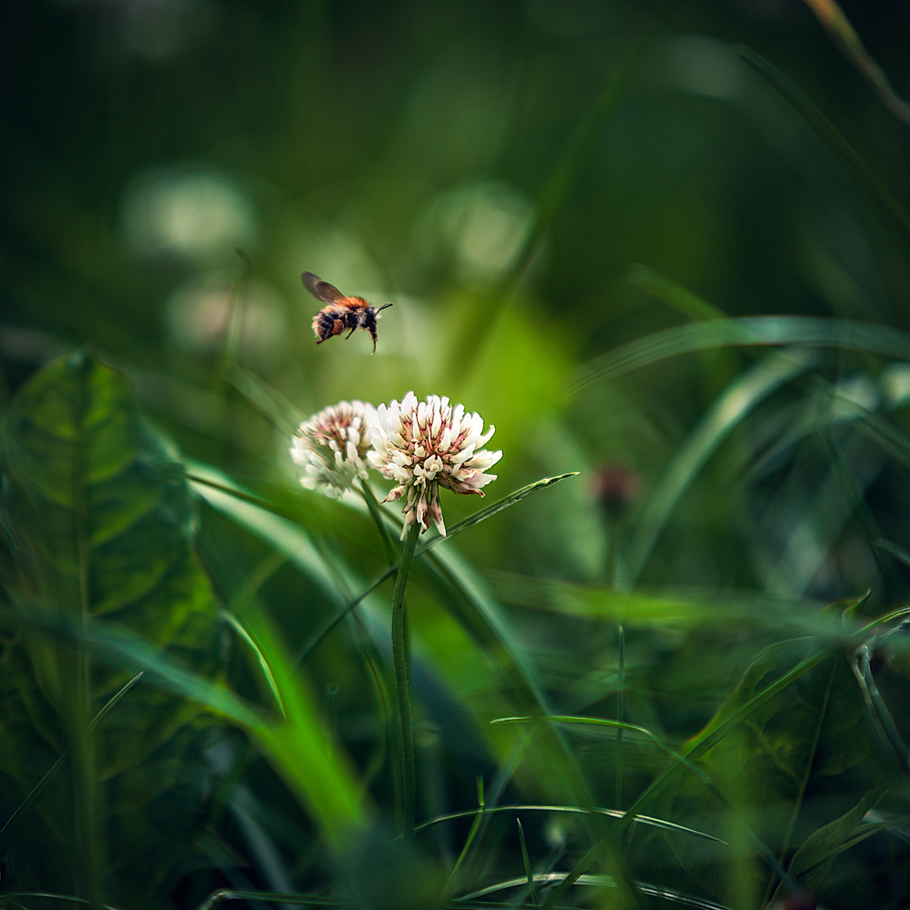 Ran an die Blüte