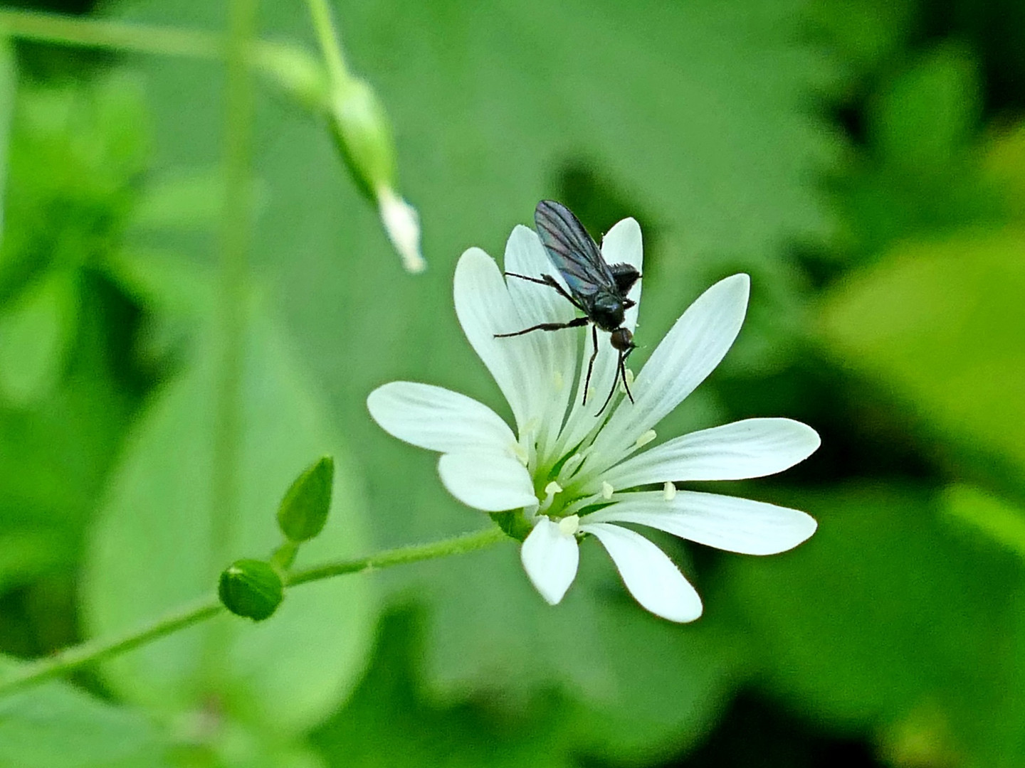 ran an die Blüte