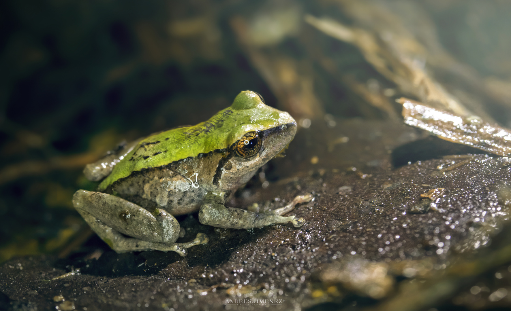 RANA AMAZONIA ECUATORIANA