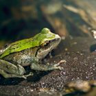 RANA AMAZONIA ECUATORIANA