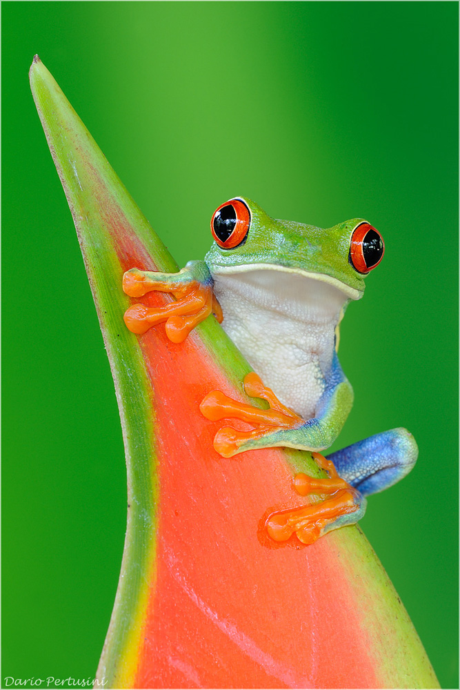 Rana dagli occhi rossi - Red Eye Frog