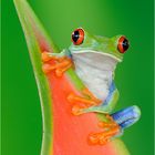 Rana dagli occhi rossi - Red Eye Frog