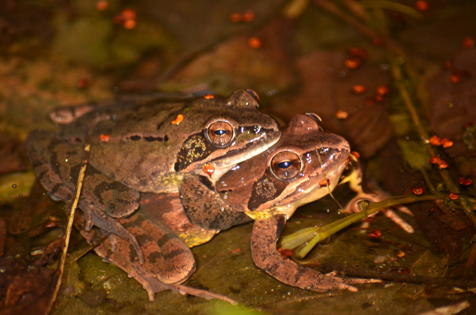 Rana dalmatina 