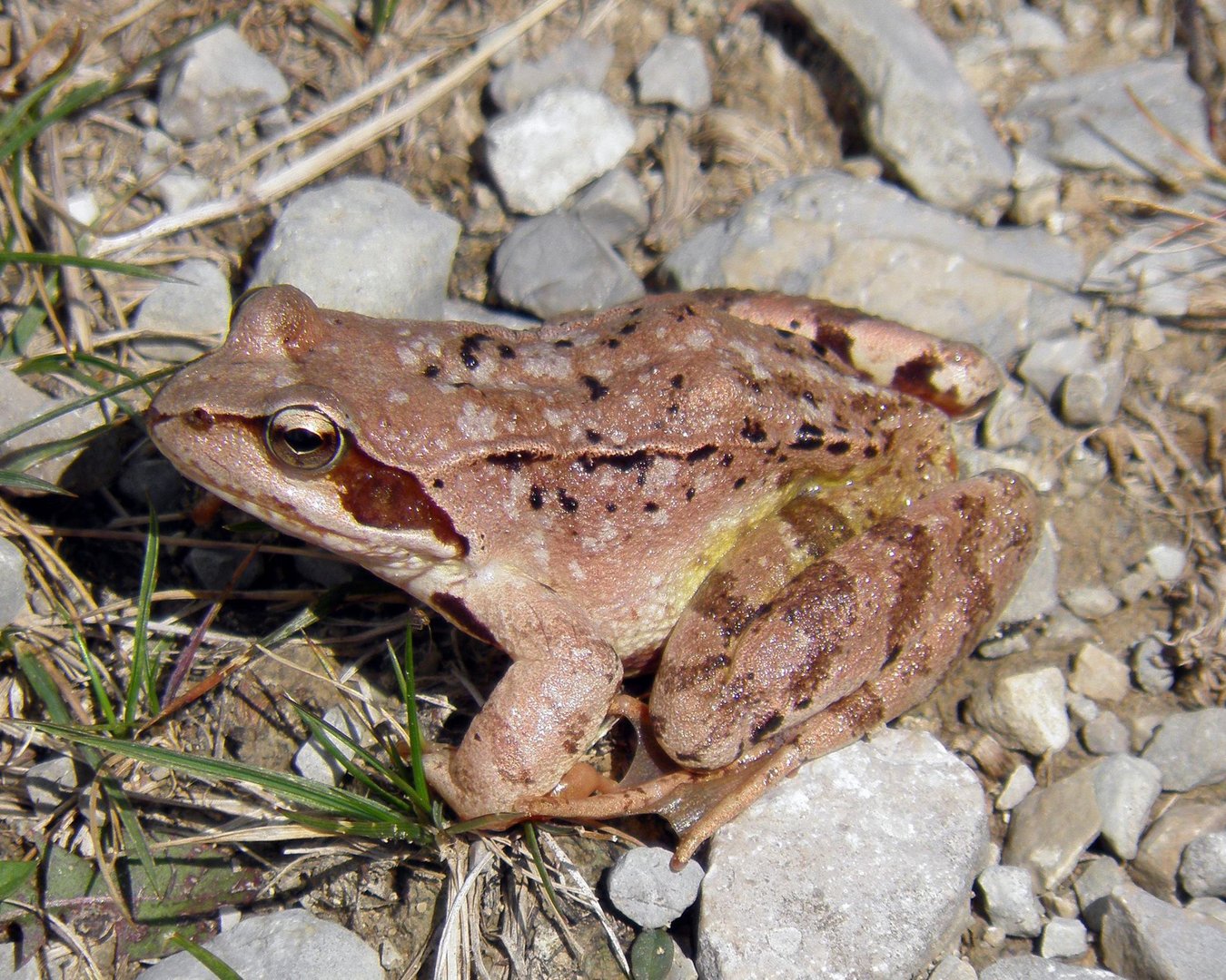 Rana dalmatina