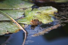 rana en el estanque