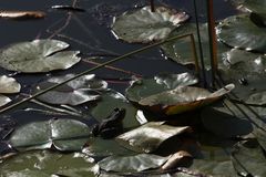 rana en el estanque a contraluz