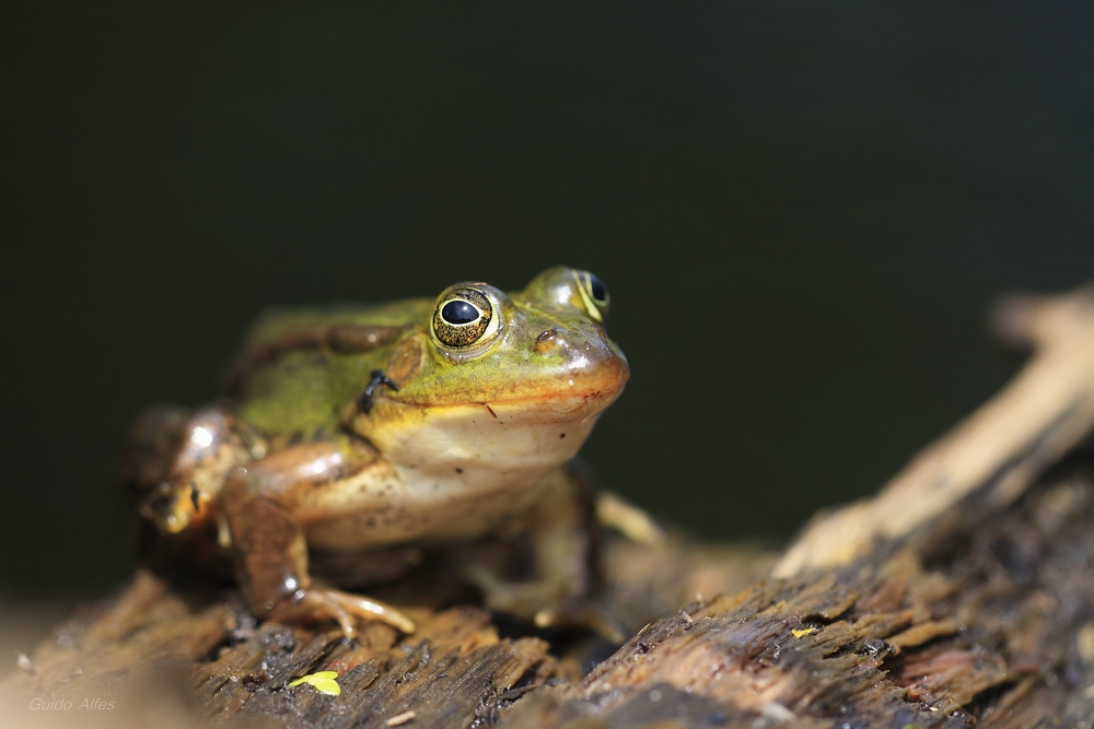 Rana esculenta