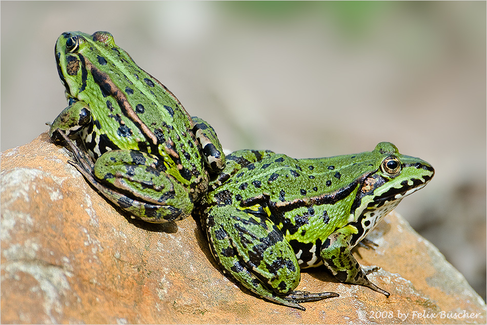 "Rana esculenta"