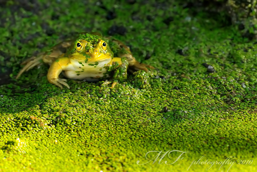 Rana esculenta