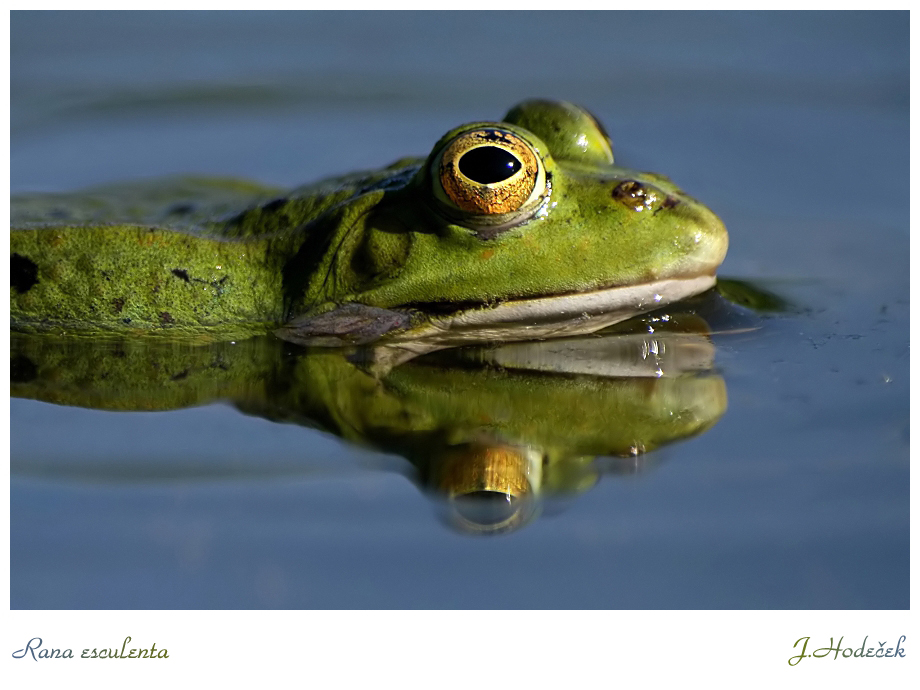 Rana esculenta