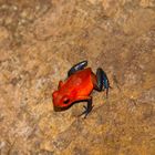 Rana flecha roja y azul.