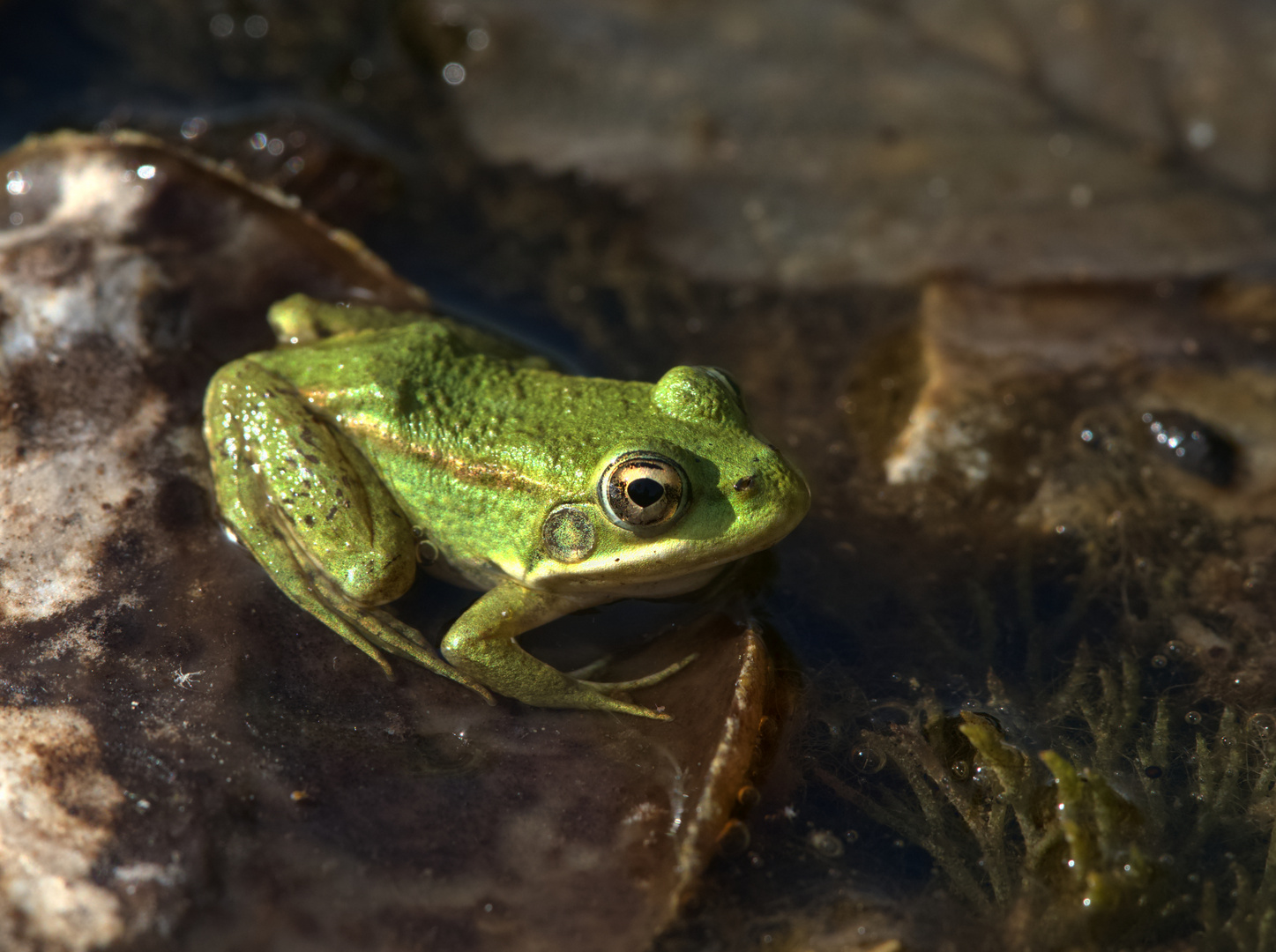 Rana lessonae