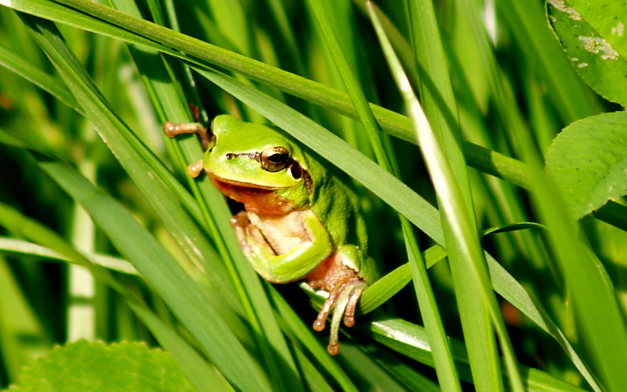 rana meridional