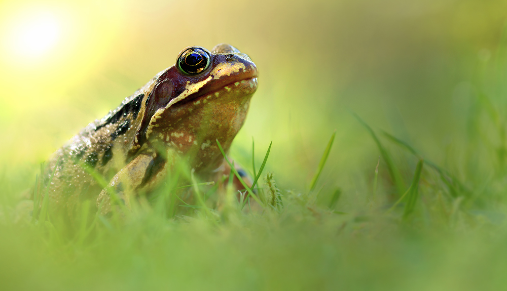 Rana temporaria