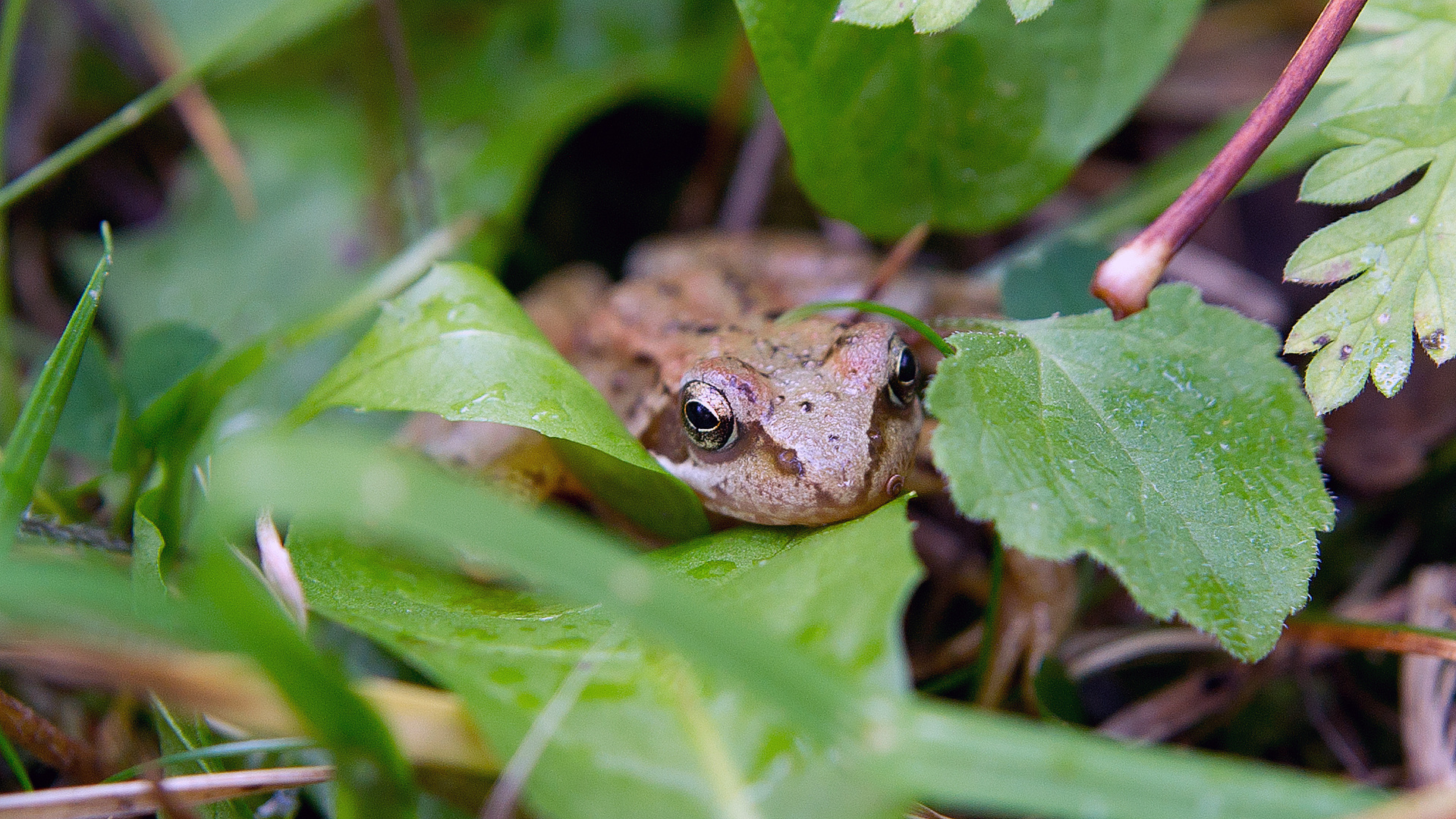 Rana Temporaria