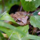 Rana Temporaria