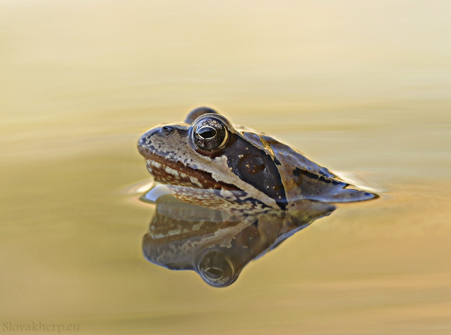 Rana temporaria