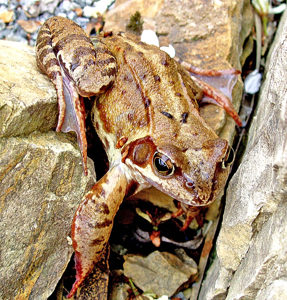 Rana temporaria-einer unserer letzten Grasfrösche