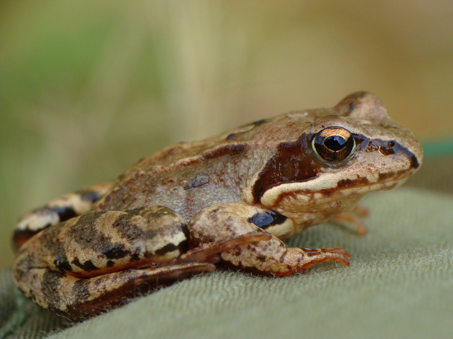 Rana temporaria