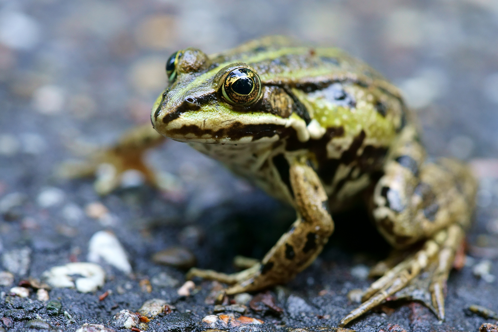 Rana temporaria - Grasfrosch Foto & Bild | natur, tiere, wildlife