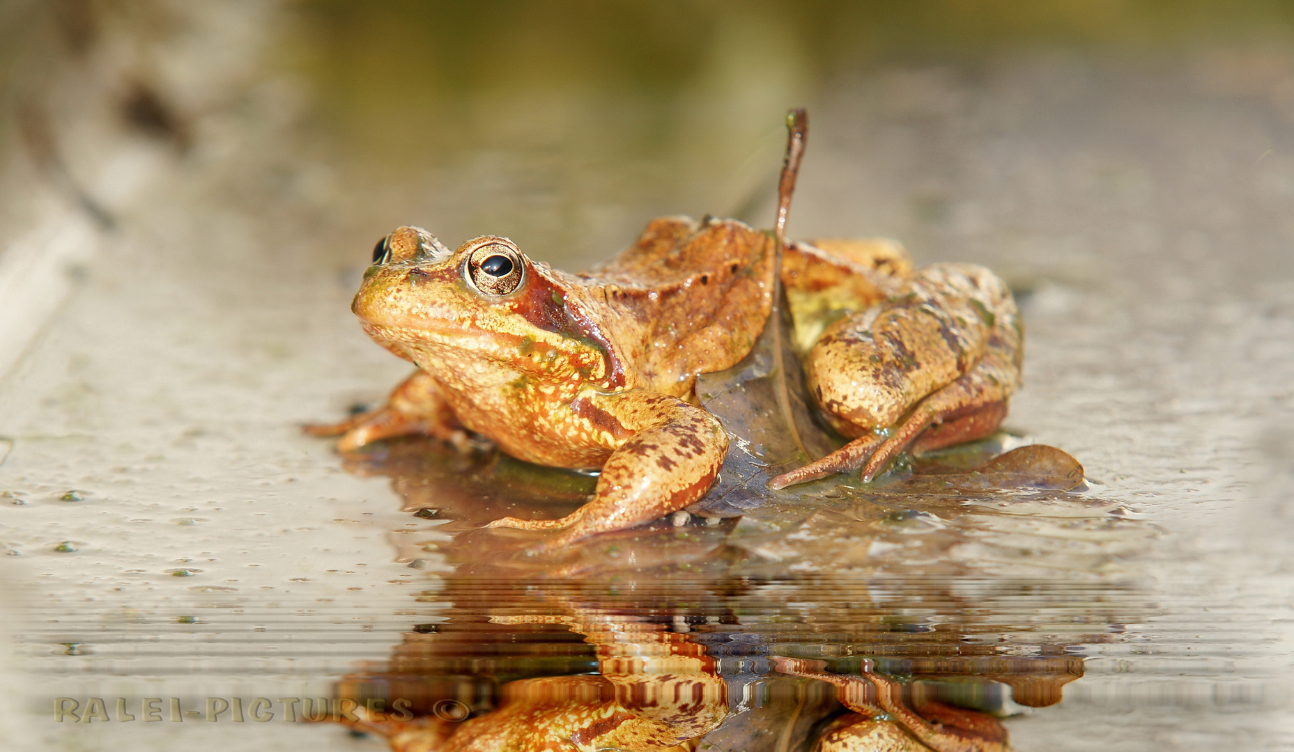 Rana temporaria - Grasfrosch - nordamerikanische Ochsenfrosch