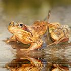 Rana temporaria - Grasfrosch - nordamerikanische Ochsenfrosch