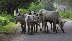 Ranakpur: The street belongs to us