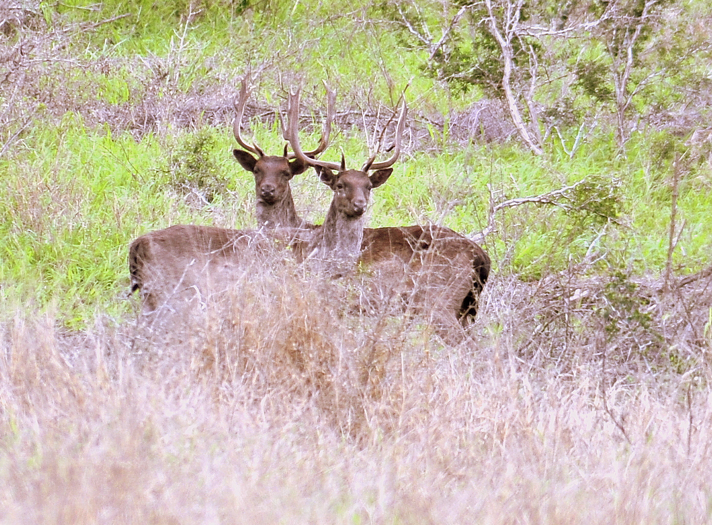 RANCHO EL AMANECER, TAMAULIPAS. MEXICO