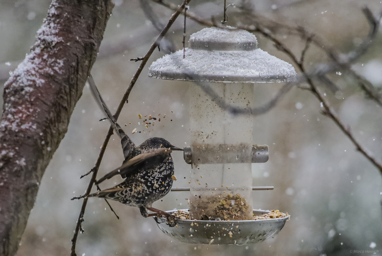 Randale am Vogelhaus!