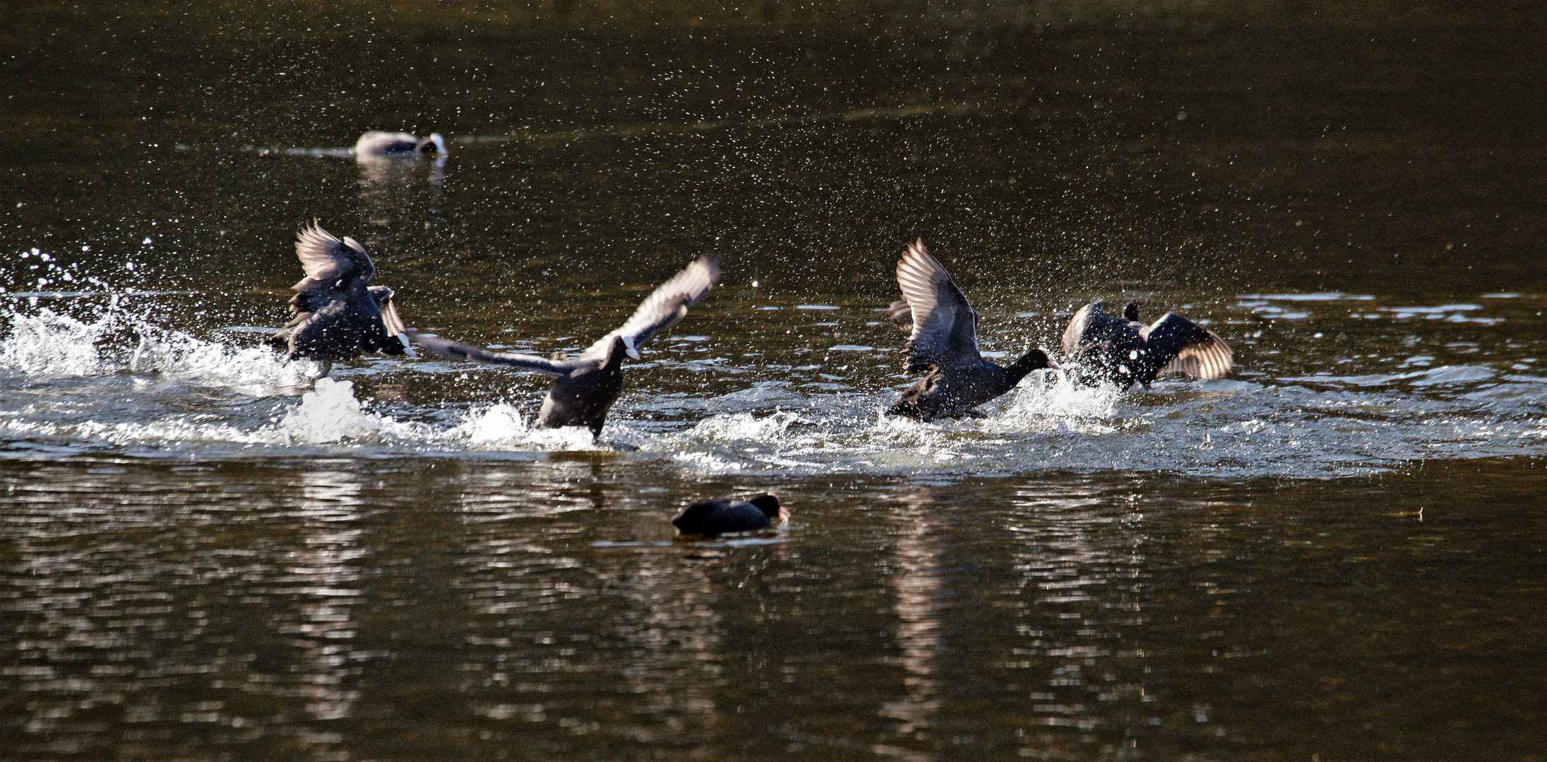 Randale auf dem Fischteich.