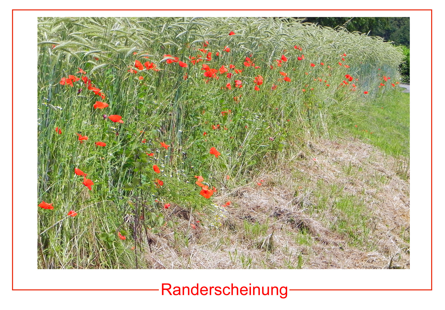 Randerscheinung